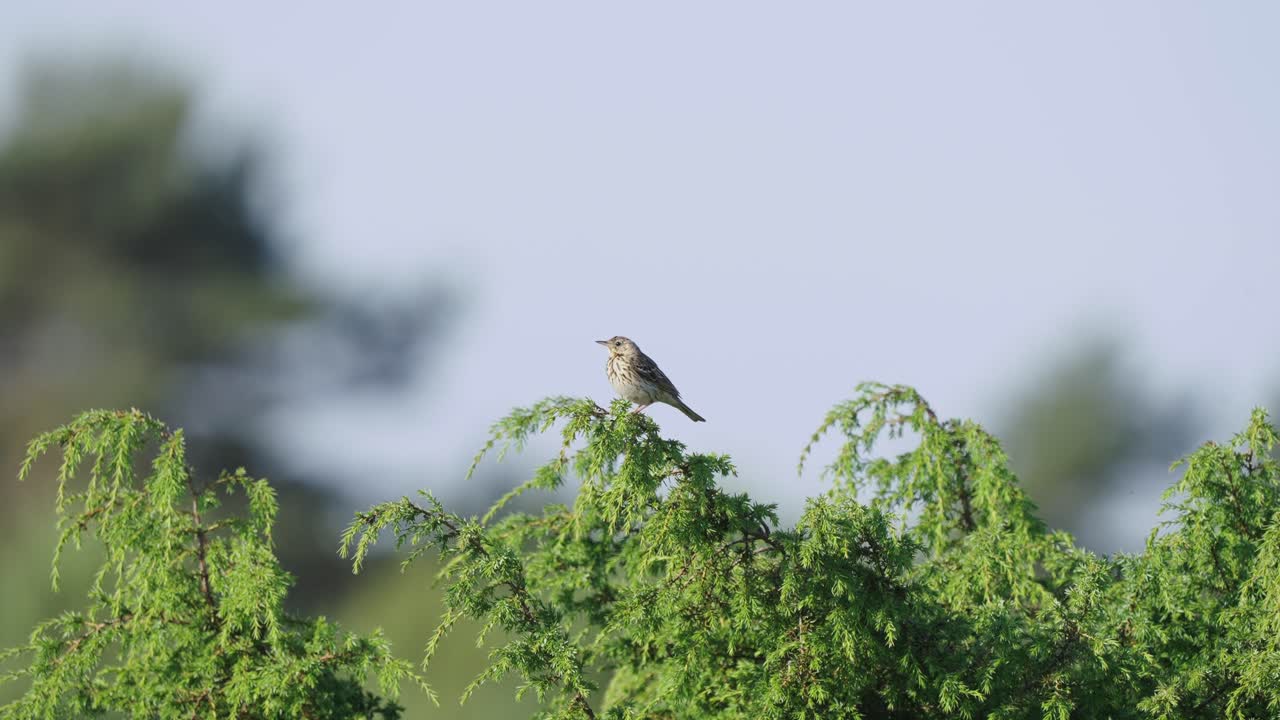 bokeh 배경에 대해 외치는 녹색 지점에 자리 잡은 여성 stonechat