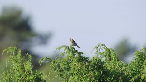 Female-Stonechat-Perched-On-Green-Branch-Calling-Out-Against-Bokeh-Background