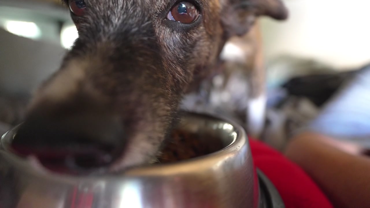 Hund frisst trockenes Hundefutter aus einem Metallnapf.