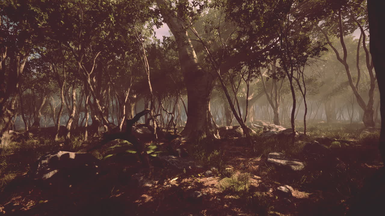 bosque oscuro con niebla en el fondo