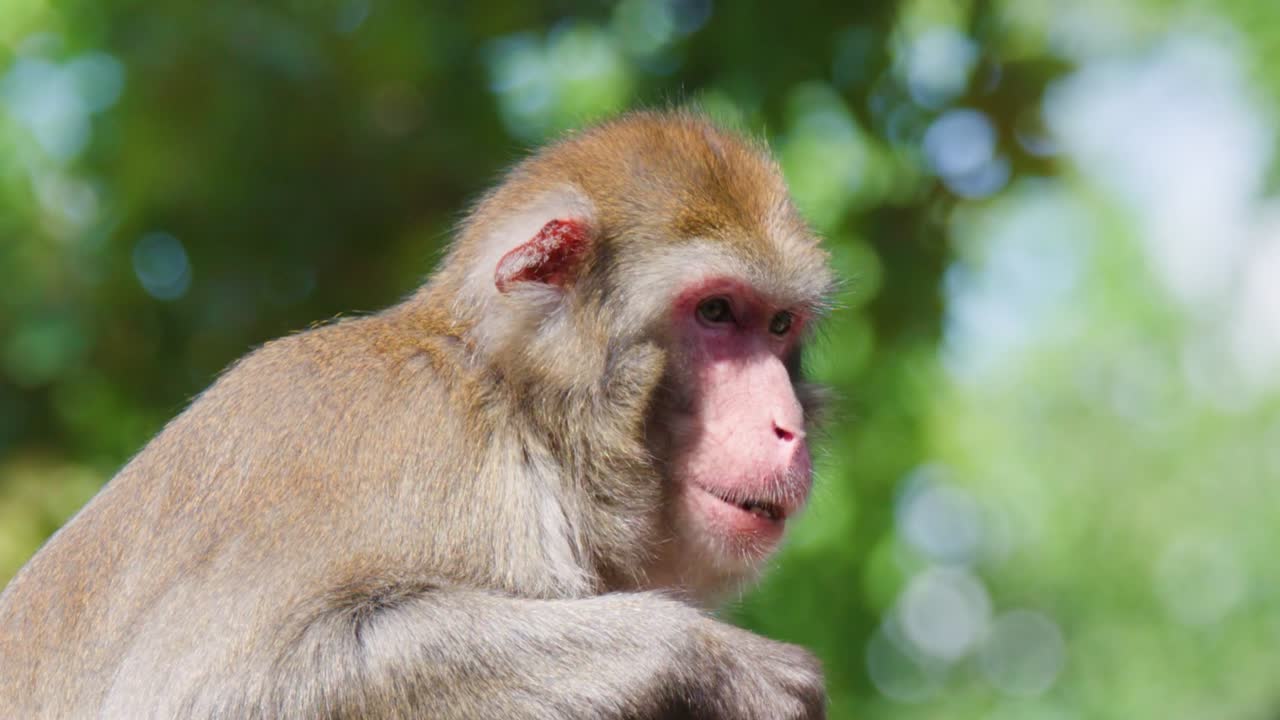 A rhesus macaque sits in profile, eating fruit against a bright, blurred green forest background