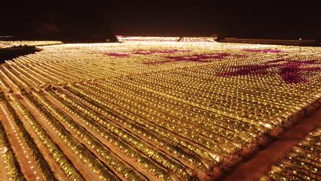 Agriculture-Farms-Of-Dragon-Fruit-At-Night-With-Warm-Lights,-Long'an-County,-Guangxi,-China