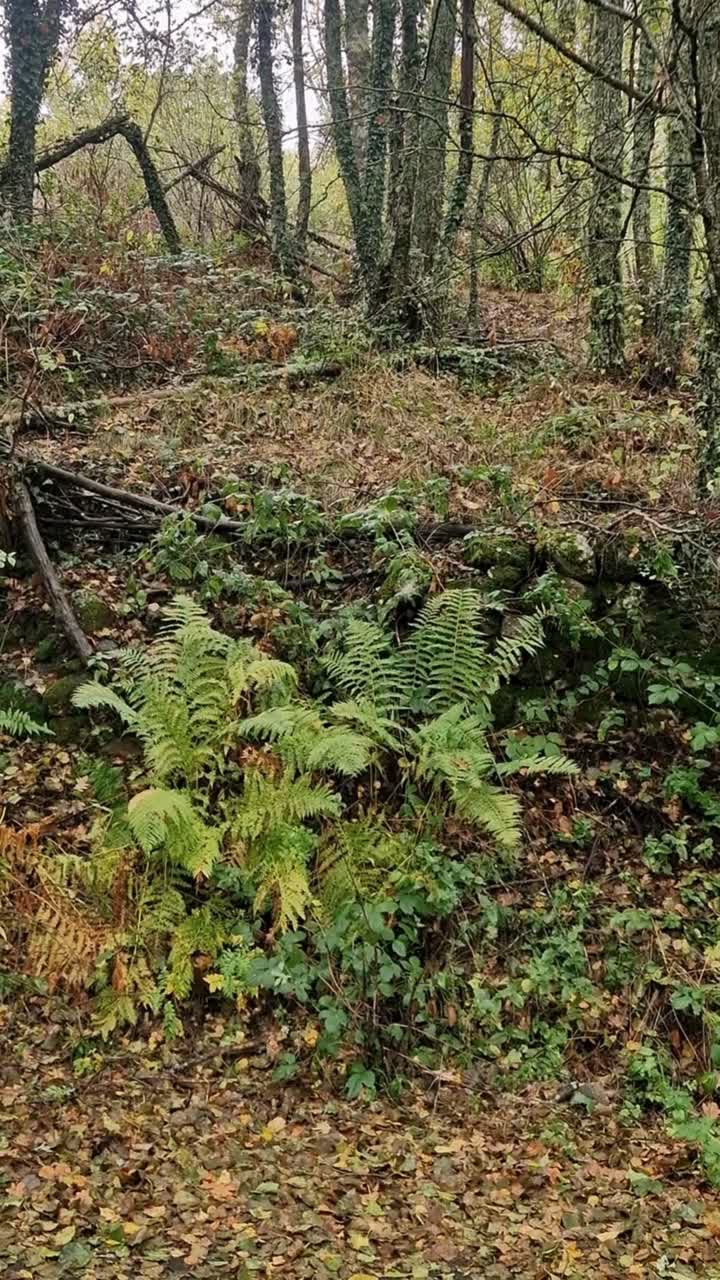 Dense autumn forest of silver birch trees in Sierra de Gredos, Spain. Textured trunks and vibrant yellow foliage capture the changing season and natural beauty of the mountain wilderness
