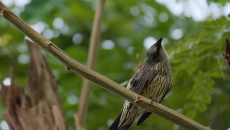 Immature-Asian-Glossy-Starling-Preens-and-Scratches-Head-with-Leg-Claws-Perched-on-Twig