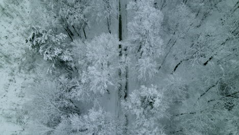 Bereifte-Flora-Von-Pieszkowo-Polen-Wald-Strenge-Winterluft