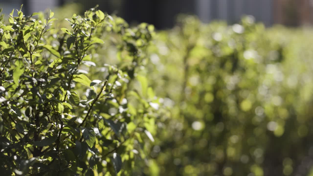 seto verde frente a los edificios modernos