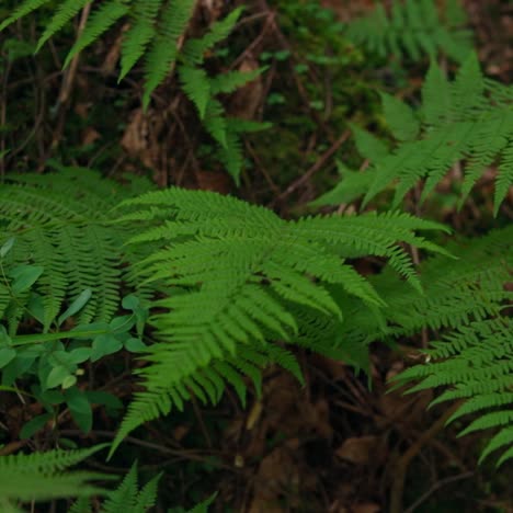 fresh leaves of fern. green plant in woods. fern bush in the forest. carved leaves of bracken. close-up.