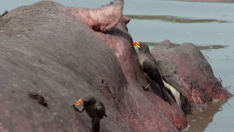 three yellow-billed oxpeckers eagerly pecking on hippo's head in mud, hippopotamus moving, birds taking flight