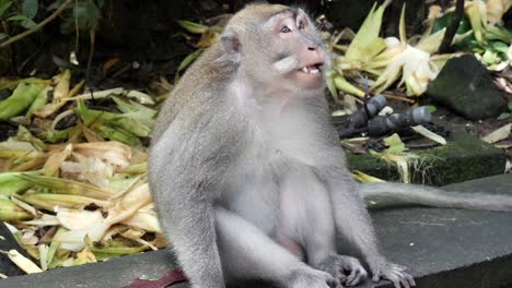 an intelligent looking adult monkey sitting upright barring its large sharp teeth while yawning