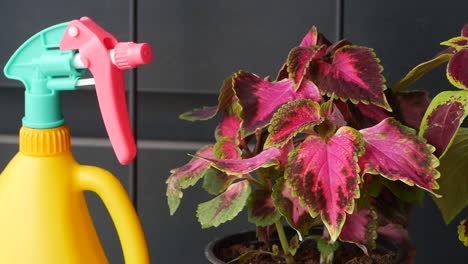 watering a colorful coleus plant