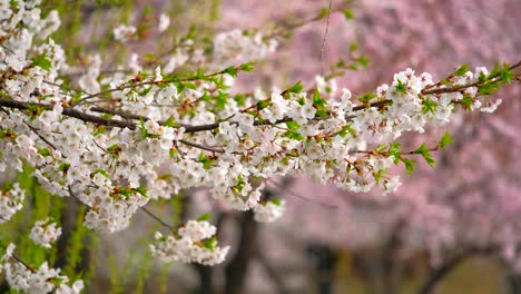 la flor de los cerezos sakura