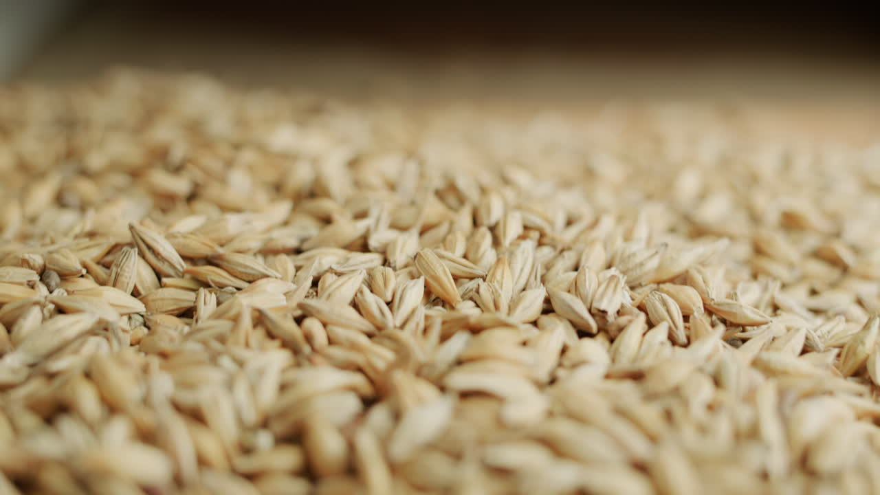 ячмень ссыпается в кучу 3