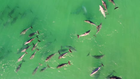 Toma-Aérea-De-Un-Dron-De-Una-Manada-De-Delfines-Nadando-En-Un-Banco-De-Arena-Playa-Cristalina-De-Shelly-Nsw-Costa-Central-Turismo-Australia-4k