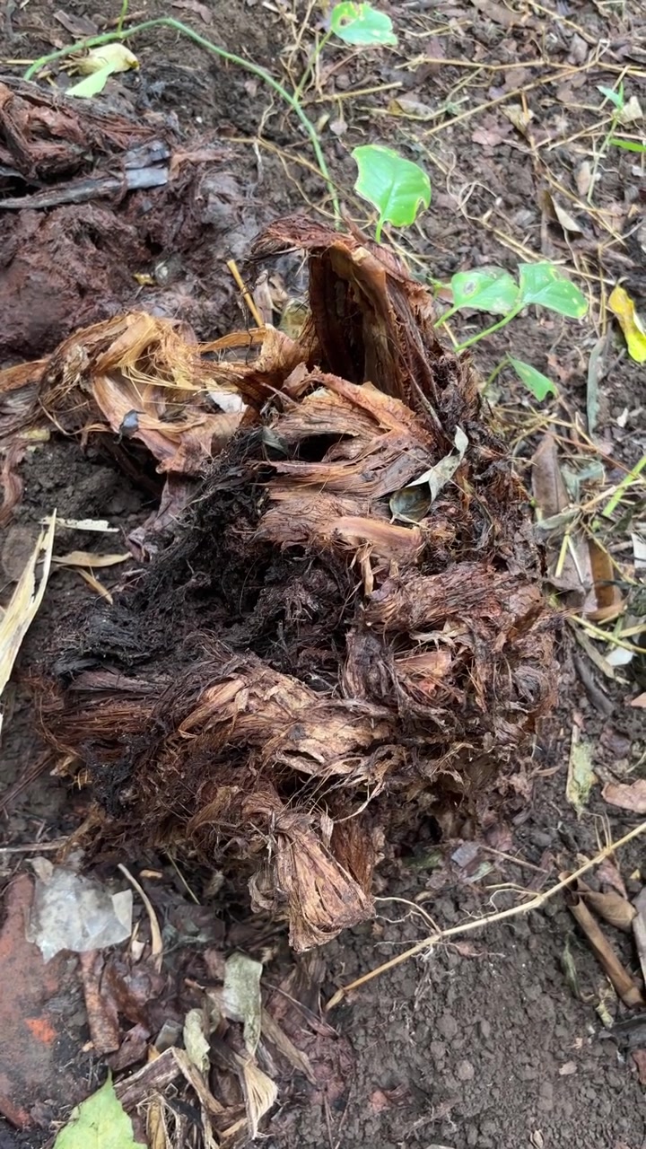Close-up de Matéria Vegetal Orgânica em Decomposição no Chão