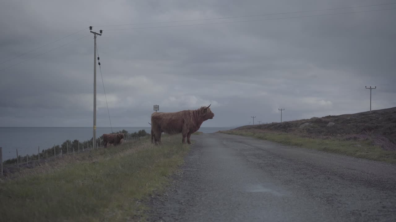 Alcune mucche delle Highlands marroni e pelose in piedi su un lato della strada in Scozia, Regno Unito