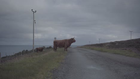 Some brown hairy highland cows standing on one side of the road in scotland uk
