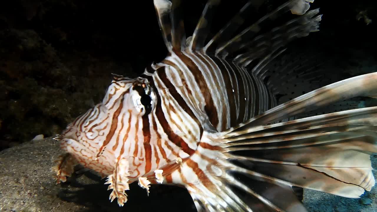 Close-up of a striking lionfish in the waters of Mauritius, highlighting its ornate fins and vibrant stripes. A captivating look at exotic marine predators in tropical coral habitats.