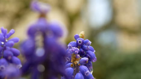 cinematic close up shot of purple blooming bell flower in botanical garden during spring season