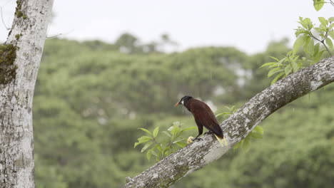 Montezuma-Oropendola-Sitzt-Auf-Einem-Baumstumpf-Und-Schüttelt-Regenwasser-Vom-Kopf