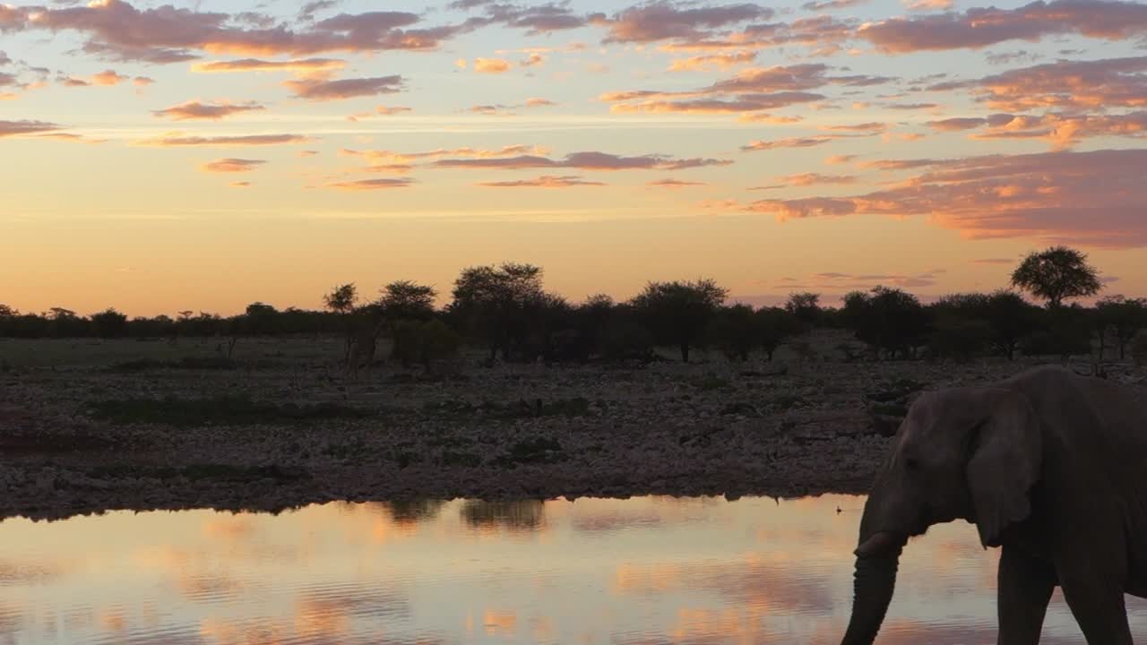 Um elefante caminha lentamente ao pôr do sol no Parque Nacional Etosha. Namíbia.
