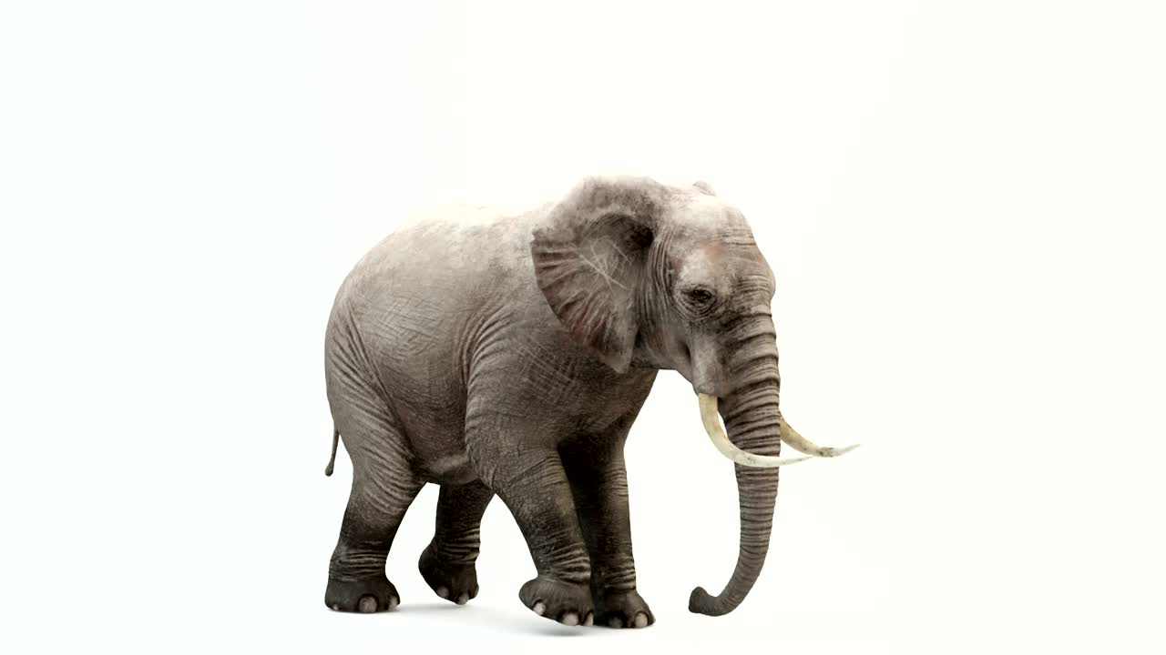 는 코끼리의 cg 렌더링. 루프 애니메이션.