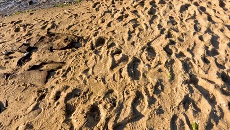 footprints leading to the water's edge