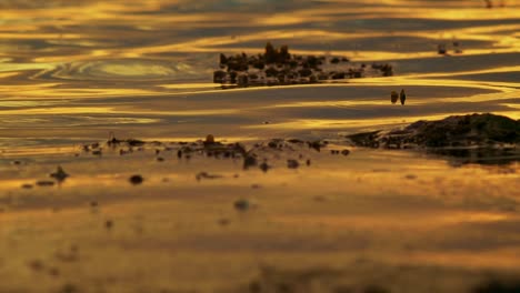 Sehr-Bunter-Sonnenuntergangwasserfluss-Mit-Pflanzen-Auf-Dem-Wasser-In-Malmö-Schweden