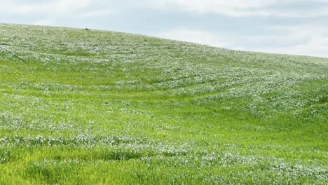 wind causing long grass to flow in a beautiful green meadow