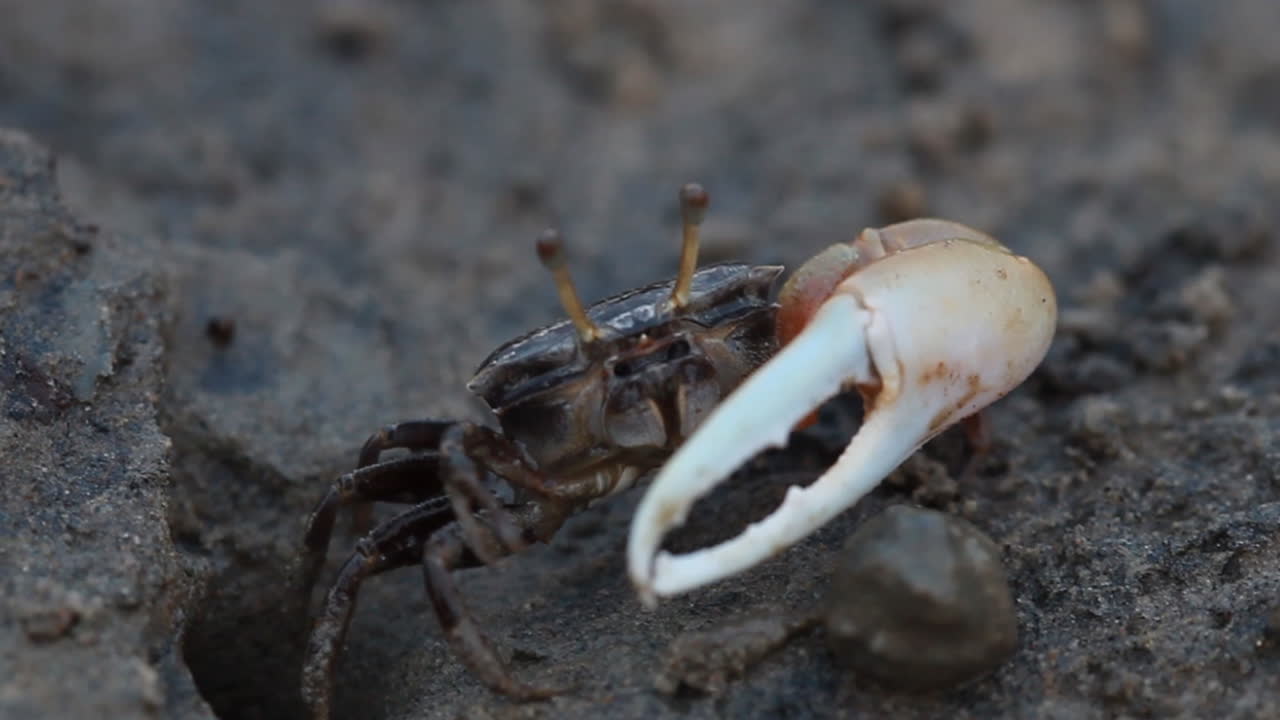 cangrejos de mar en una playa, cangrejos acuáticos, cangrejos violinistas, cangrejo rojo, cangrejo de manglar, cangrejo de una pata