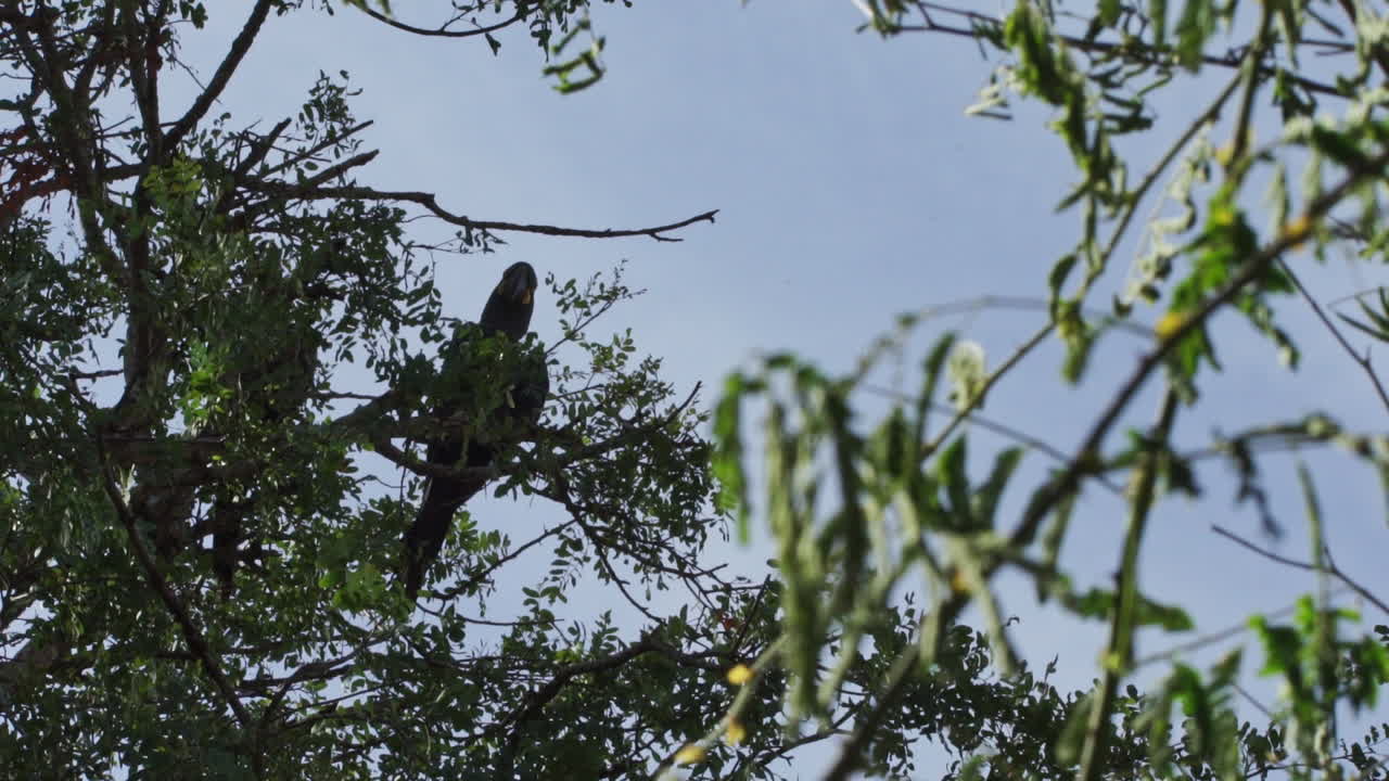 guacamayo lear descansando sobre el árbol de caatinga brasil