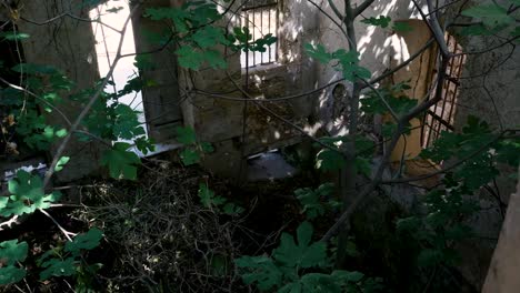 overgrown abandoned building