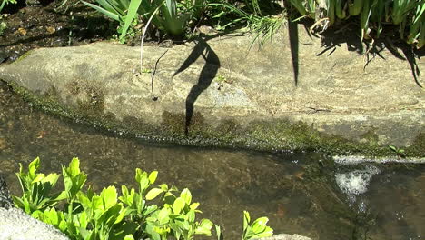 Ein-Kleiner-Bach-Fließt-An-Felsen-Und-Pflanzen-Vorbei,-Die-Das-Ufer-Säumen