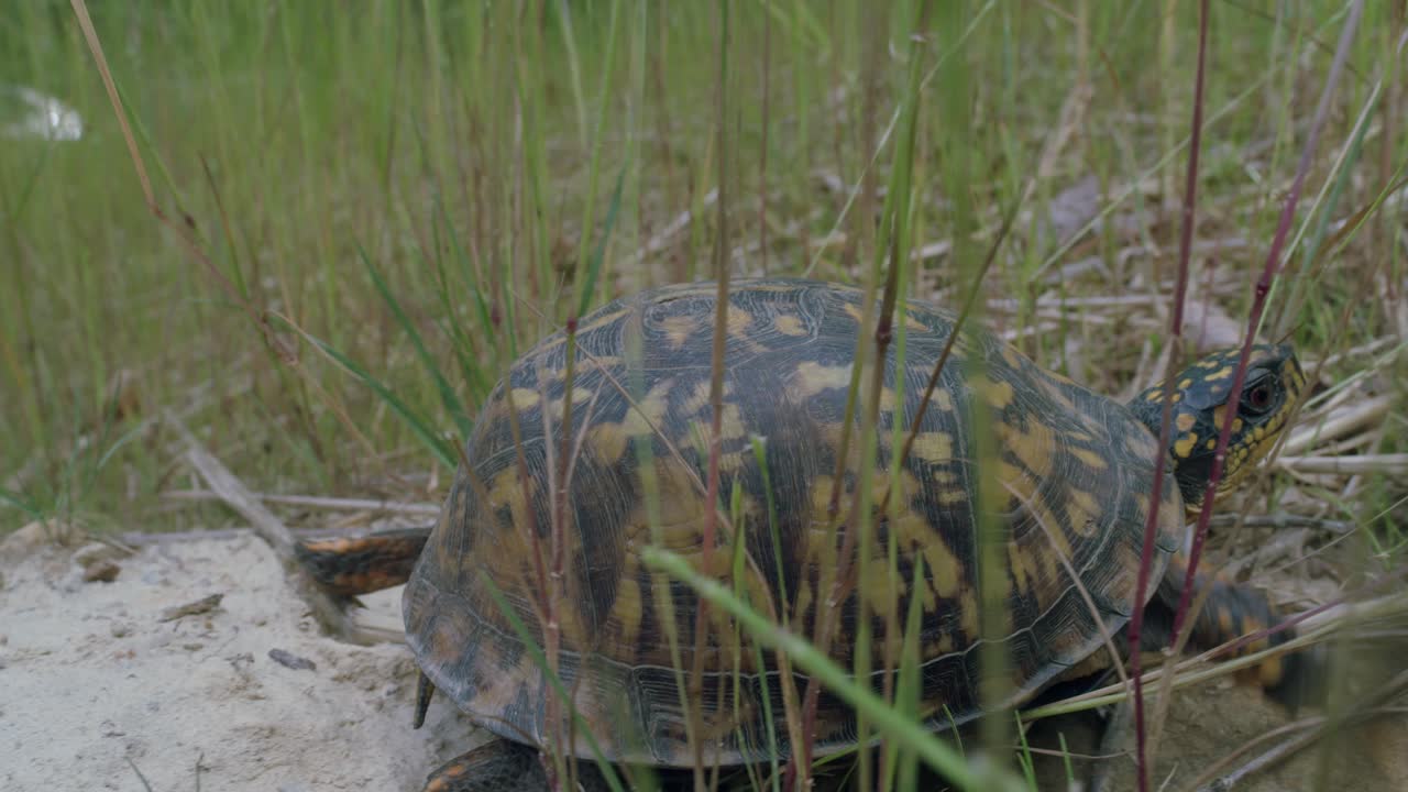 восточная боксерская черепаха покидает скалу и медленно переползает в свежие зеленые травинки