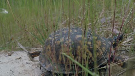 Eastern-box-turtle-leaving-rock-slowly-crawl-into-fresh-green-grass-blades