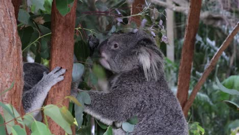 el koala se sube activamente y come hojas de eucalipto