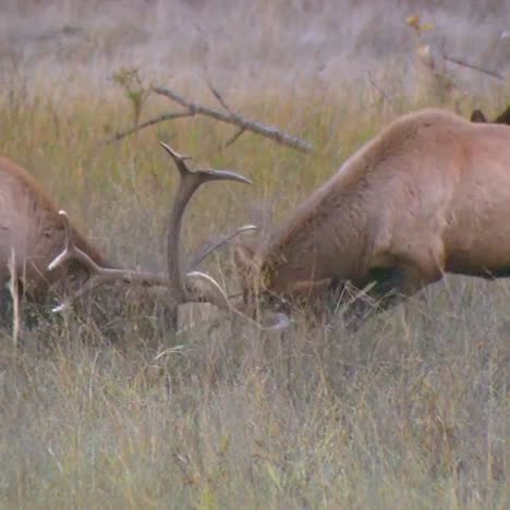 Bull-Elk-Deer-Engage-In-Battle-Locking-Horns-And-Antlers-In-Display-Of-Dominance