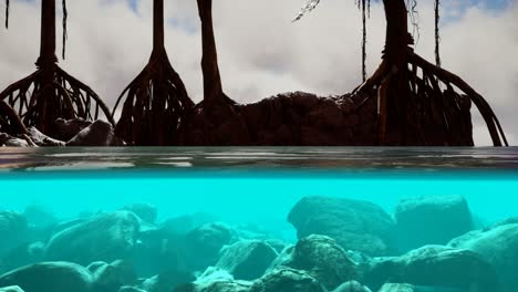 sopra e sotto la superficie del mare vicino alle mangrovie