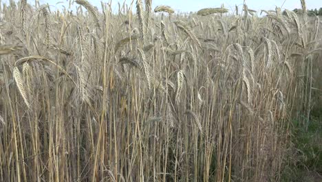 Roggenkorn-Wird-Für-Mehl,-Brot,-Bier,-Knäckebrot,-Einige-Whiskys,-Einige-Wodkas-Und-Tierfutter-Verwendet