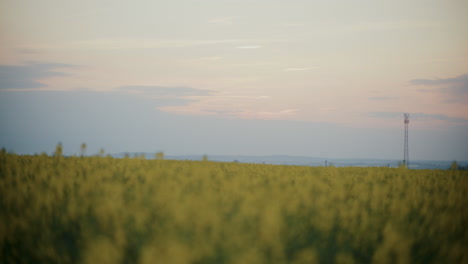 Scenic View of Blooming Rapeseed Field at Sunset
