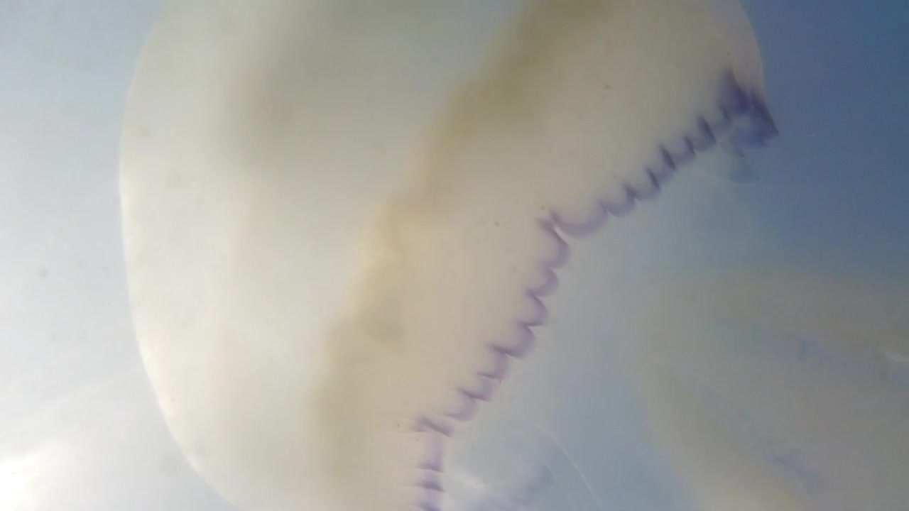 Jellyfish underwater at sea. Species of jellyfish Rhizostoma pulmo.