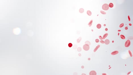 red blood cells