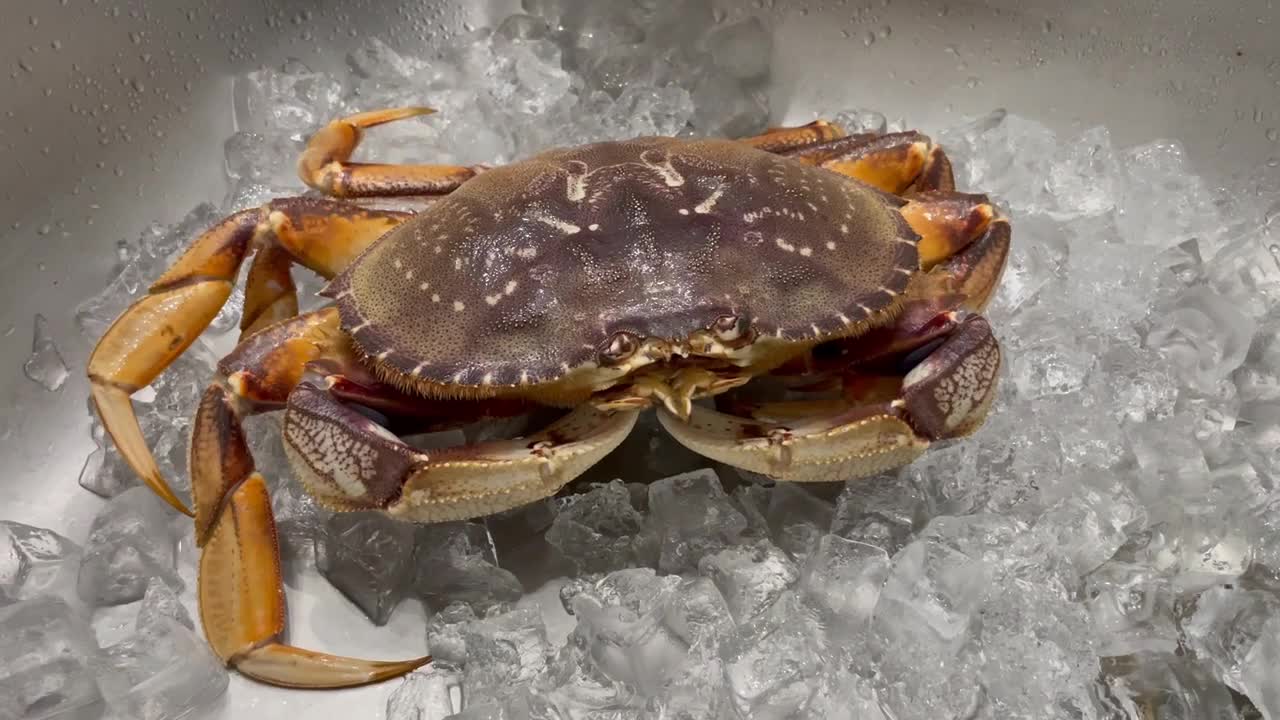 Cua Dungeness tươi sống trên đá