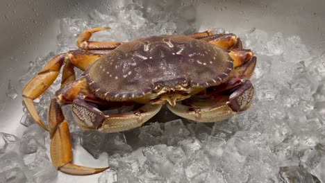 LIVE-Dungeness-crab-on-ice