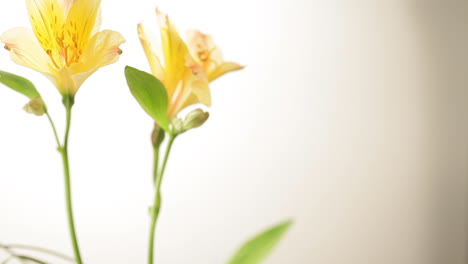 Ikebana-decoration-of-lilies,-man-hands,-close-up,-camera-slide-up