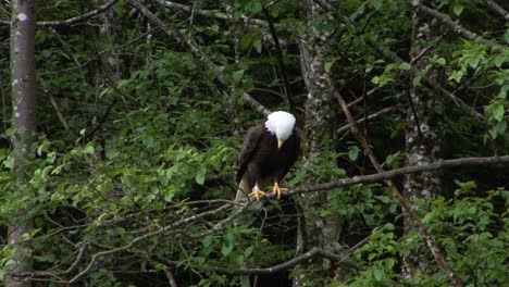 Weißkopfseeadler-Ruht-Auf-Einem-Ast-In-Alaska