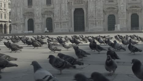 palomas en marcha frente a la iglesia del duomo durante el bloqueo de covid