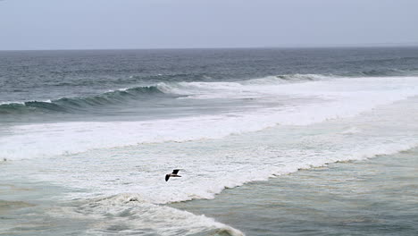 Rompiendo-Olas-Rodando-En-La-Playa,-Gaviota-Volando,-Cámara-Lenta