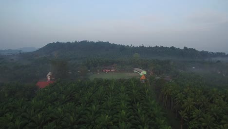 Coconut-Field-Aerial-Shot
Chumporn-Province,-Thailand