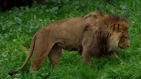 male lion walking in plush long grass side profile
