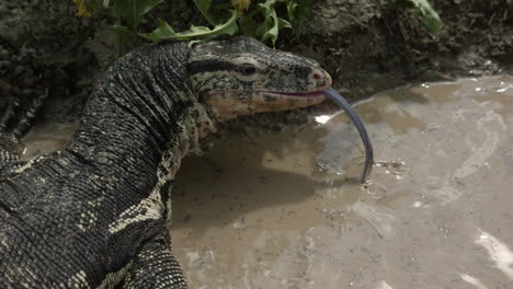 asian water monitor in a lake slow motion tongue